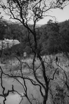 B&amp;W view of cantigi tree branches framing crater lake at Kawah Putih Foto stock