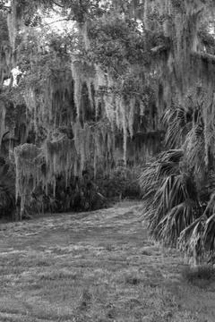 BW Willow Path Foto stock