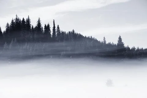 Bw winter background Stock Photos