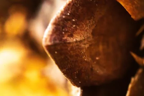 Bwon pine cone macro close up Stock Photos