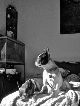 BWsunDogs Stock Photos