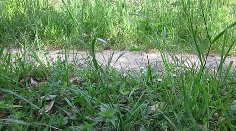 Bycicle  Stock Footage 22960032