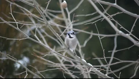 Bye bye bluejay Stock Footage 11123047