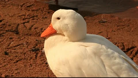 Bye bye duck Stock Footage 11123192