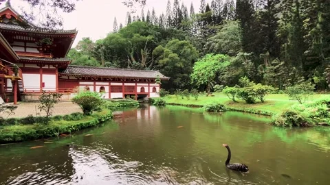 Byodo Swan Stock Footage 167188454