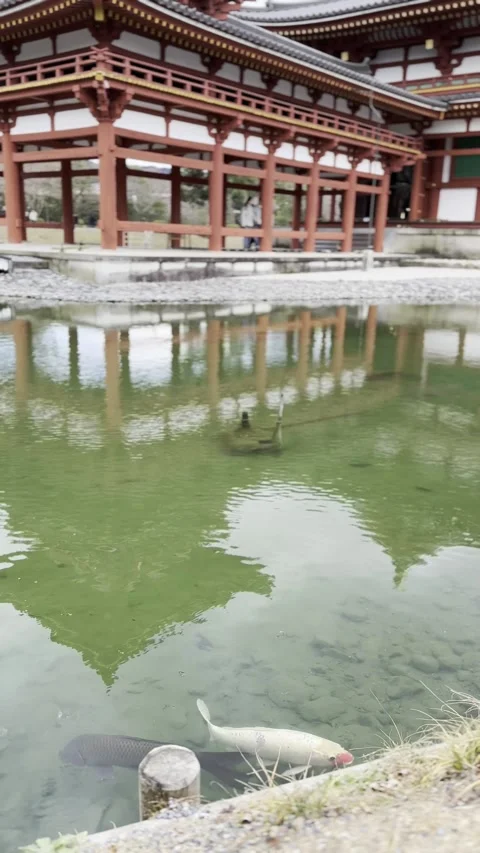 Byodoin Buddhist Temple with Pond Reflection and Koi Fish, Uji Kyoto Japan 스톡 동영상 331677787