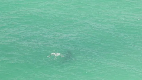 Byron Bay Lighthouse Ocean Humpback Whale and Pup Breaching SLOMO Stock Footage 84875572