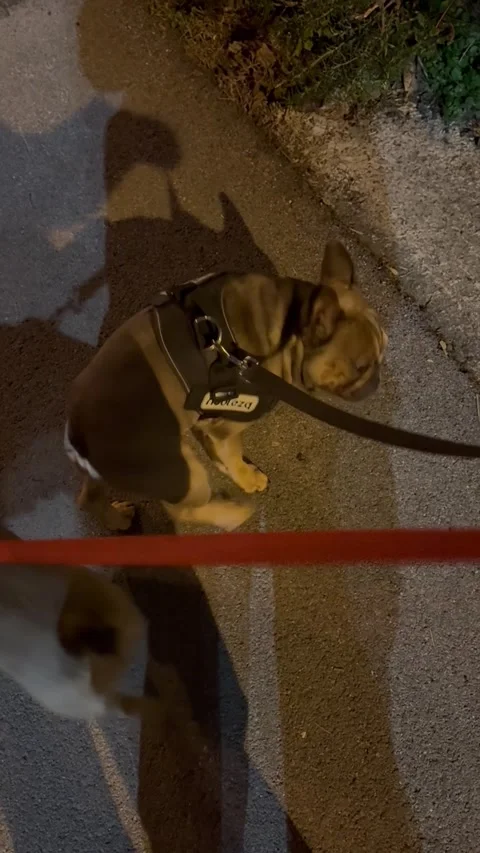 Byron Can't Scratch Himself, La Spezia, Italy - 06 May 2026 Stock Footage 340239655