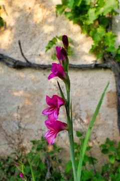 Byzantine Gladiolus. Stock Photos