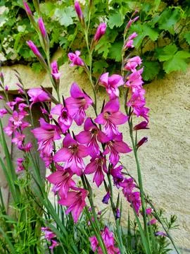 Byzantine Gladiolus. Stock Photos