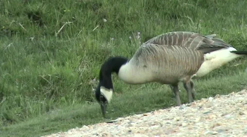 C-up canada goose Video stock 458224