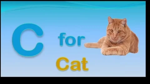 C For Cat Stock Footage 311423225