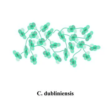 C. dubliniensis candida. Pathogenic yeast-like fungi of the Candida type Stock Illustration