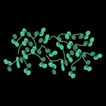 C. dubliniensis candida. Pathogenic yeast-like fungi of the Candida type Stock Illustration