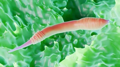 C. elegans worm Stock Footage 305632363
