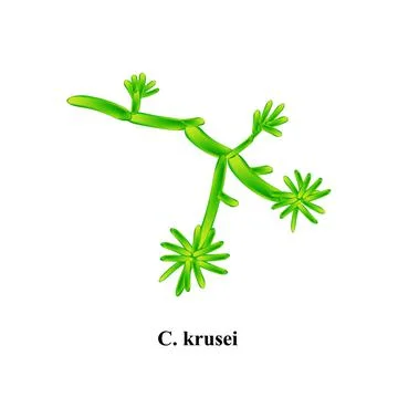 C. krusei candida. Pathogenic yeast-like fungi of the Candida type morphological Illustrazione stock
