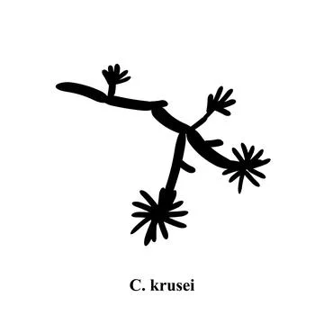 C. krusei candida. Pathogenic yeast-like fungi of the Candida type morphological Stock Illustration