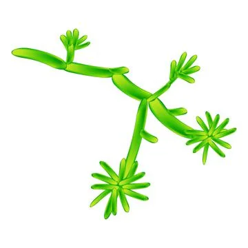 C. krusei candida. Pathogenic yeast-like fungi of the Candida type morphological Stock Illustration