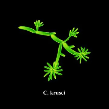 C. krusei candida. Pathogenic yeast-like fungi of the Candida type morphological Stock Illustration