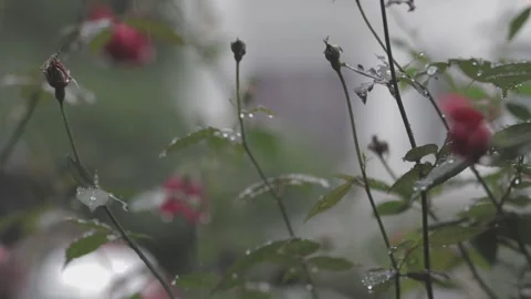 C -LOG original color B roll slow motion scene of roses Stock Footage 260275304