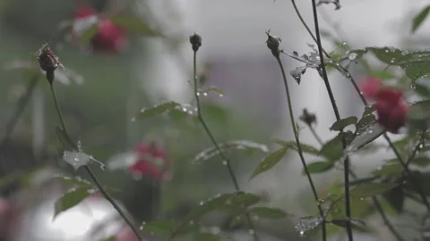 C -LOG original color B roll scene of roses Stock Footage 260275312