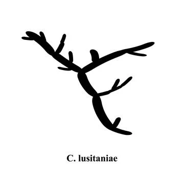 C. lusitaniae candida. Pathogenic yeast-like fungi of the Candida type Illustrazione stock