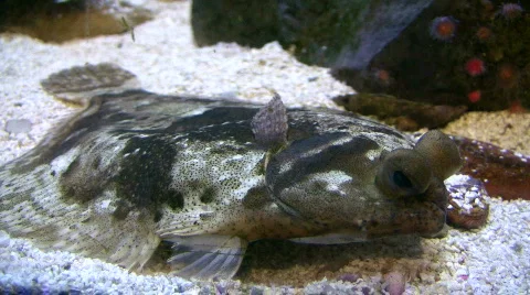 C-O Sole is resting at the bottom of the tank Stock Footage 359134