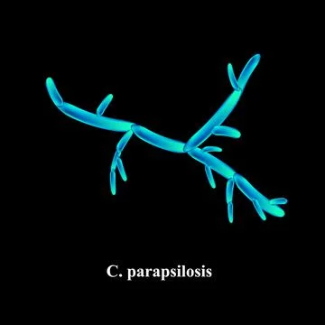 C. parapsilosis candida. Pathogenic yeast-like fungi of the Candida type Stock Illustration