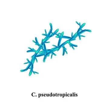 C. pseudotropicalis candida. Pathogenic yeast-like fungi of the Candida type Stock Illustration