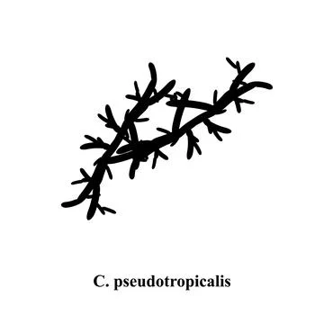 C. pseudotropicalis candida. Pathogenic yeast-like fungi of the Candida type Stock Illustration