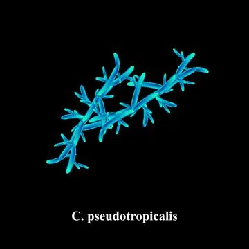 C. pseudotropicalis candida. Pathogenic yeast-like fungi of the Candida type Stock Illustration