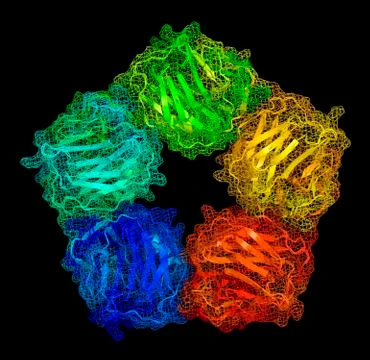 C-reactive protein, molecular model Illustrazione stock