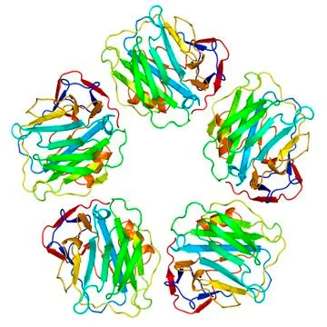 C-reactive protein, molecular model Stock Illustration
