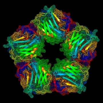 C-reactive protein, molecular model Stock Illustration