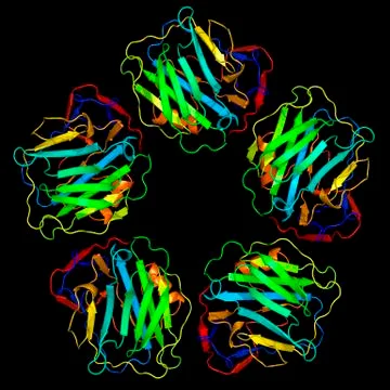 C-reactive protein, molecular model Illustrazione stock
