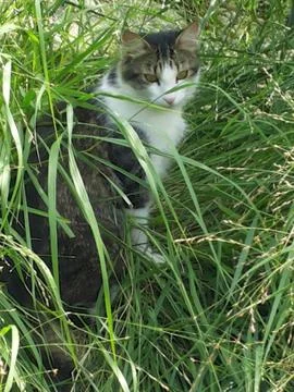 C A T  in the high grass Stock Photos