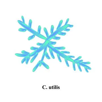 C. utilis candida. Pathogenic yeast-like fungi of the Candida type morphological Stock Illustration