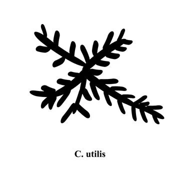 C. utilis candida. Pathogenic yeast-like fungi of the Candida type morphological Stock Illustration