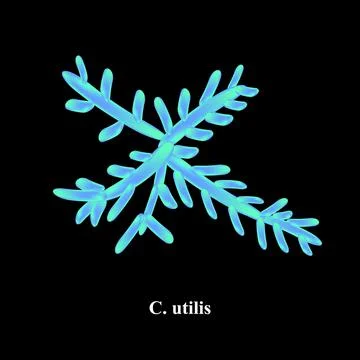 C. utilis candida. Pathogenic yeast-like fungi of the Candida type morphological Illustrazione stock