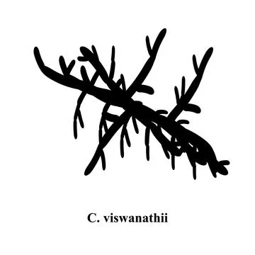 C. viswanathii candida. Pathogenic yeast-like fungi of the Candida type Stock Illustration