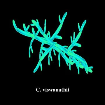 C. viswanathii candida. Pathogenic yeast-like fungi of the Candida type Stock Illustration