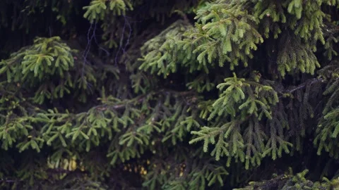 C0007 10 Stock Footage 133146590