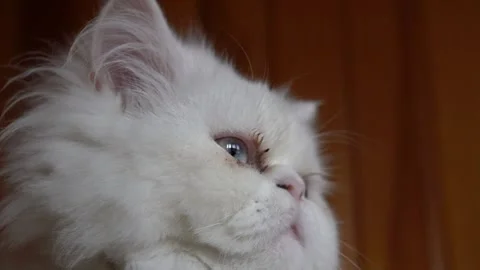 C0007 white cat Video stock 282176669