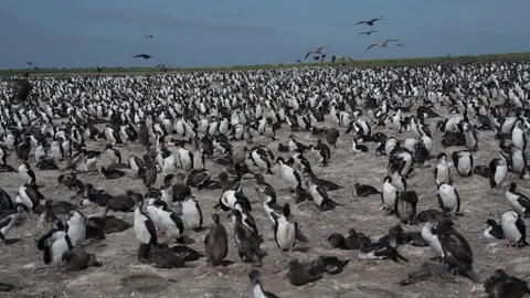 C0008 Stock-Footage 331657803
