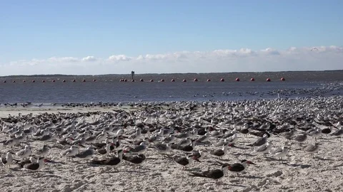 C0019 Video stock 81757079