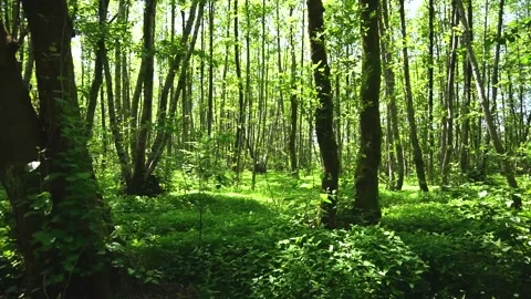 C0019 Stock Footage 148946190