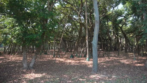C0020 famous oldest banyan tree roots botanical garden Howrah India Stock Footage 267878747