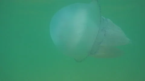 C0023 動画素材 149568432