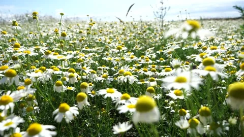 C0024A stunning view of a chamomile field in a lush meadow Stock Footage 279945855