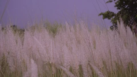 C0026 (3) Stock Footage 249838325